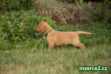 Labradorský retriever s PP_2 517623_2.jpg