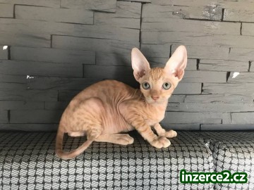 Don Sphynx kotatka s PP k prodeji_1 517747_1.jpg
