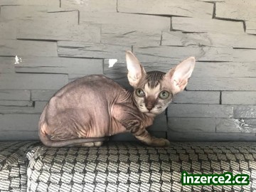 Don Sphynx kotatka s PP k prodeji_2 517747_2.jpg