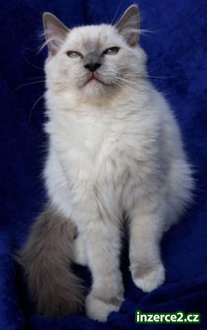 Krásné kocourek Ragdoll s PP_1 517933_1.jpg