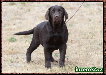 LABRADOR RETRIEVER - čoko fenečka_1 517950_1.jpg