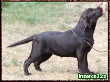 LABRADOR RETRIEVER - čoko fenečka_2 517950_2.jpg