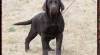 LABRADOR RETRIEVER - čoko fenečka 517950_t.jpg