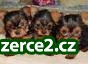 yorkies k prodeji._1 51807_1.jpg