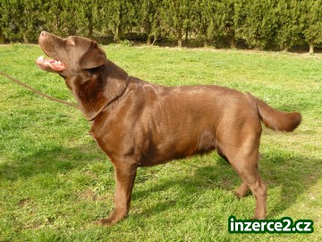 Laradodorský retriever štěňátka_1 518173_1.jpg