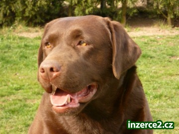 Laradodorský retriever štěňátka_2 518173_2.jpg