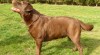 Laradodorský retriever štěňátka 518173_t.jpg