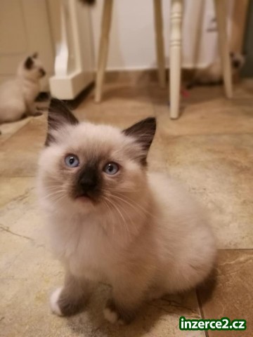 Kocourek Ragdoll._1 518179_1.jpg
