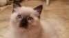Kocourek Ragdoll. 518179_t.jpg