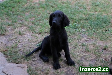 Štěně - Flat Coated Retriever_2 518194_2.jpg