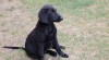 Štěně - Flat Coated Retriever 518194_t.jpg