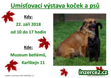 Umísťovací výstava koček a psů_1 518314_1.jpg