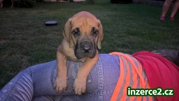 Německá doga_2 518415_2.jpg
