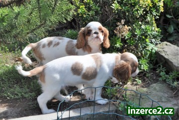 King charles spaniel s pp_1 518478_1.jpg