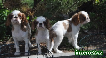 King charles spaniel s pp_2 518478_2.jpg