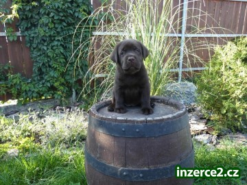 Labradorský retriever_1 518526_1.jpg