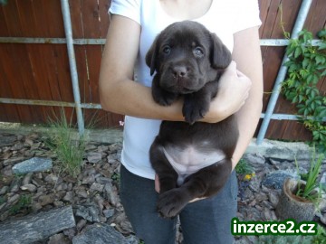 Labradorský retriever_2 518526_2.jpg