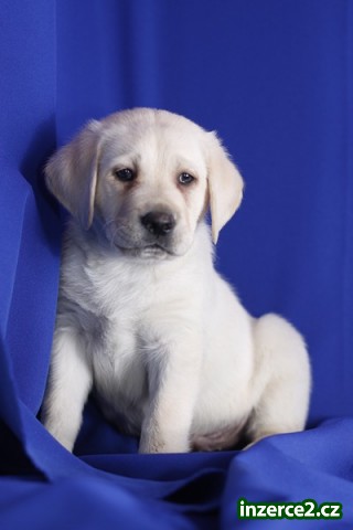 Krásný labradorský retriever pro pěkný domov_1 518737_1.jpg