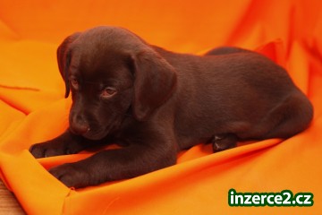 Krásný labradorský retriever pro pěkný domov_2 518737_2.jpg