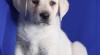 Krásný labradorský retriever pro pěkný domov 518737_t.jpg
