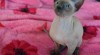 Don Sphynx kotatka s PP k prodeji 518742_t.jpg