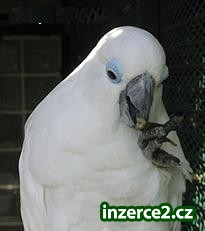 dítě a vyzrálý Papoušci Dostupné_1 51903_1.jpg