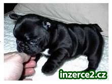 Francouzština Bulldog štěňata jsou k dispozici_1 51921_1.jpg