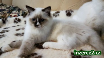 Ragdoll - koťátka s PP_1 519380_1.jpg