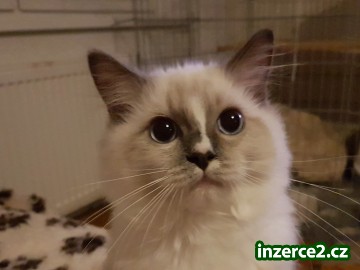 Ragdoll - koťátka s PP_2 519380_2.jpg