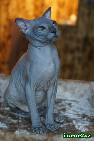Don Sphynx holčička s PP k prodeji_2 519389_2.jpg