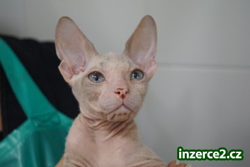 Don Sphynx koťata s PP k prodeji_2 519390_2.jpg
