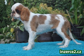 King charles spaniel s pp_2 519458_2.jpg