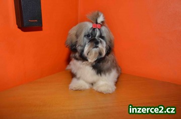 Prodám Shih-tzu_1 519472_1.jpg