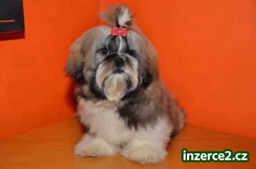 Prodám Shih-tzu_2 519472_2.jpg