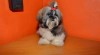 Prodám Shih-tzu 519472_t.jpg