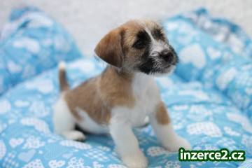 Jack Russel s PP štěňátka_1 519558_1.jpg