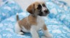 Jack Russel s PP štěňátka 519558_t.jpg