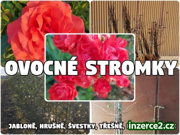 Ovocné stromky Polsko-Výrobce-Velkoobchod: jabloně, hrušně, švestky, třešně, meruňky, růže_1 519570_1.jpg