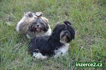 Prodám Shih-tzu_1 519798_1.jpg