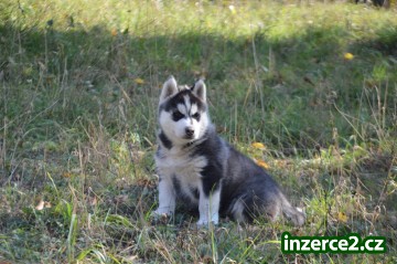 Siberian husky_1 519832_1.jpg