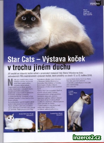 Siamská kočka - koťata_2 519972_2.jpg