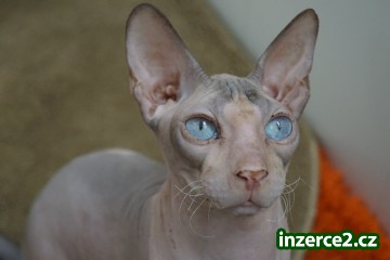 Don Sphynx kotatka s PP k odberu_1 520035_1.jpg