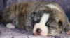 Akita inu s PP 520171_t.jpg