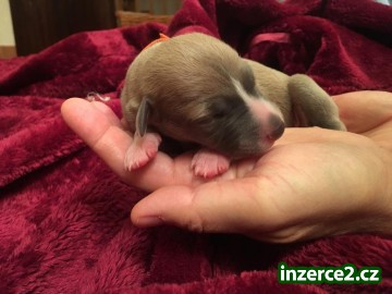 Whippet štěňátka_2 520183_2.jpg