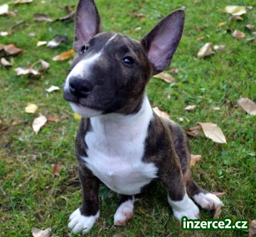 Štěňátka Miniaturní Bull Terrier_1 520374_1.jpg