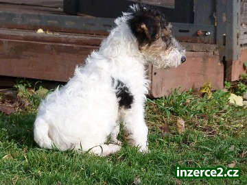 Foxteriér drsnosrstý_2 520497_2.jpg