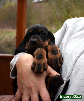 Black and Tan Coonhound_1 520548_1.jpg