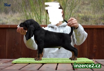 Black and Tan Coonhound_2 520548_2.jpg