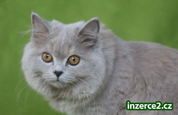 Geena - lilověkrémová kráska_2 520592_2.jpg