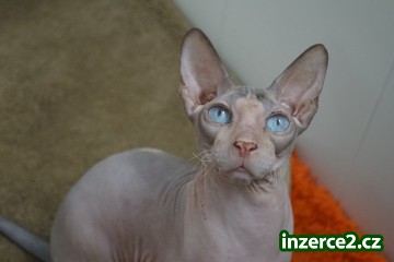 Don Sphynx kocourek s PP k prodeji_1 520632_1.jpg